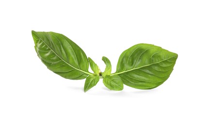 Fresh green basil leaves isolated on white