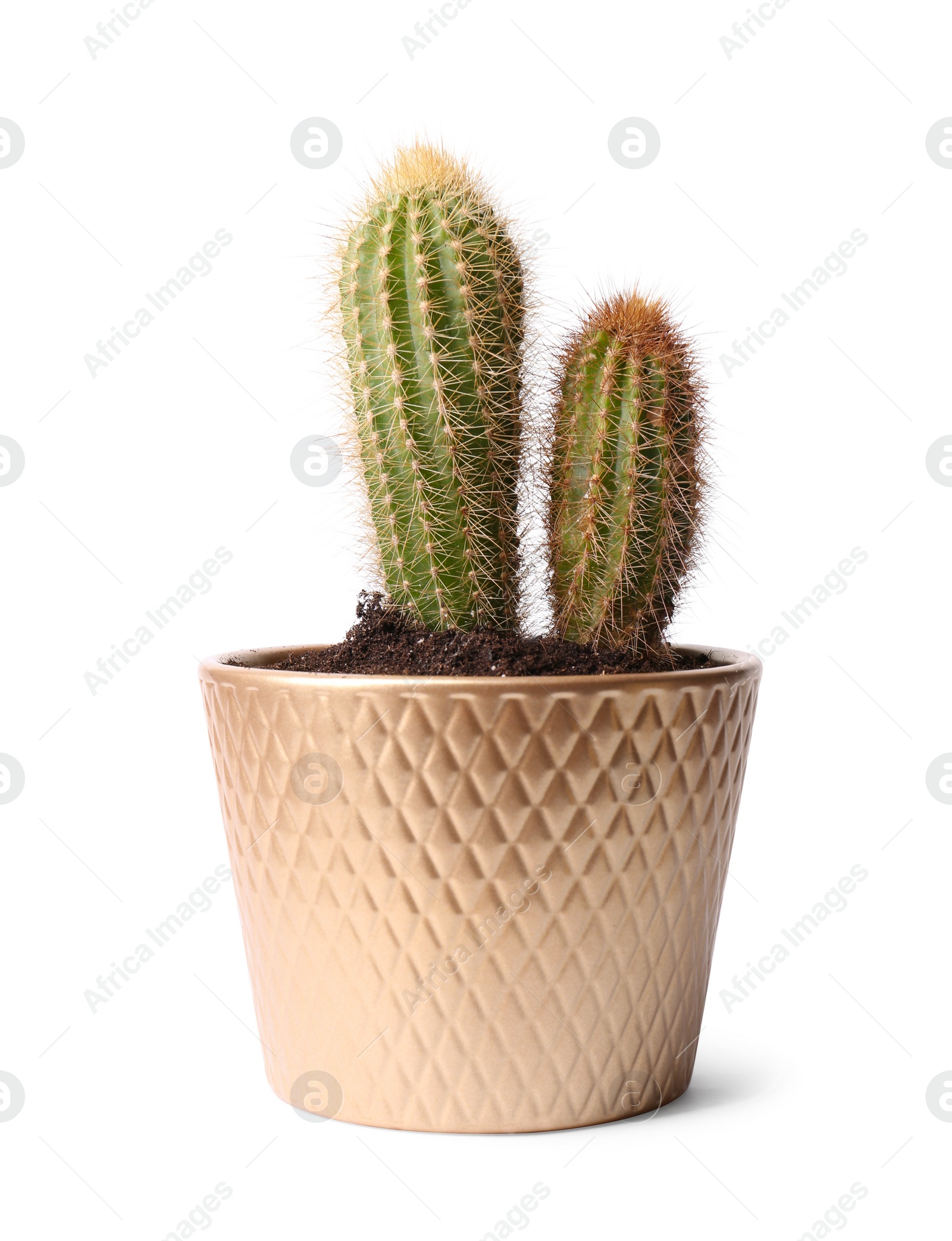 Photo of Beautiful green cacti in pot isolated on white