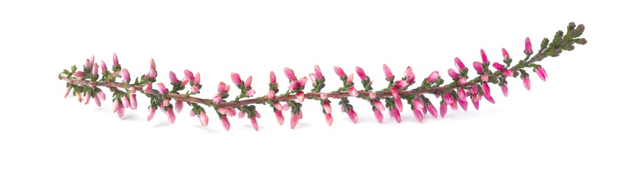 Photo of Sprig of heather with beautiful flowers isolated on white