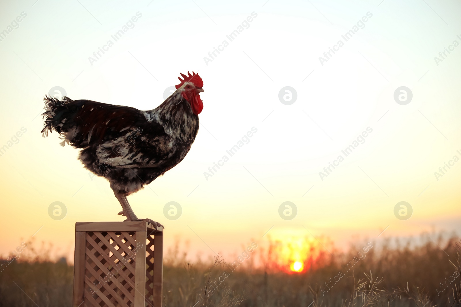 Photo of Big domestic rooster on wooden stand at sunrise, space for text. Morning time