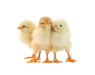 Photo of Cute chicks isolated on white. Baby animals