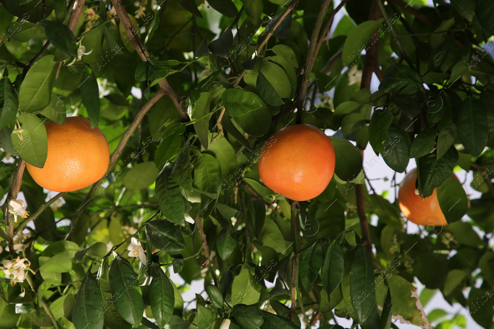 Photo of Fresh ripe grapefruits growing on tree outdoors