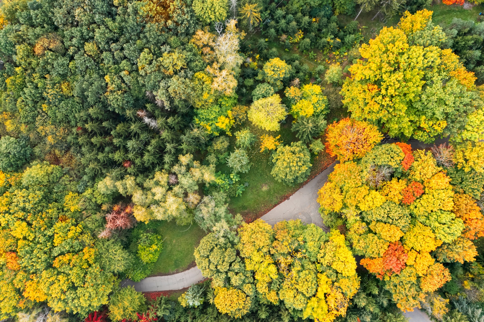 Image of Aerial view of beautiful autumn park with path