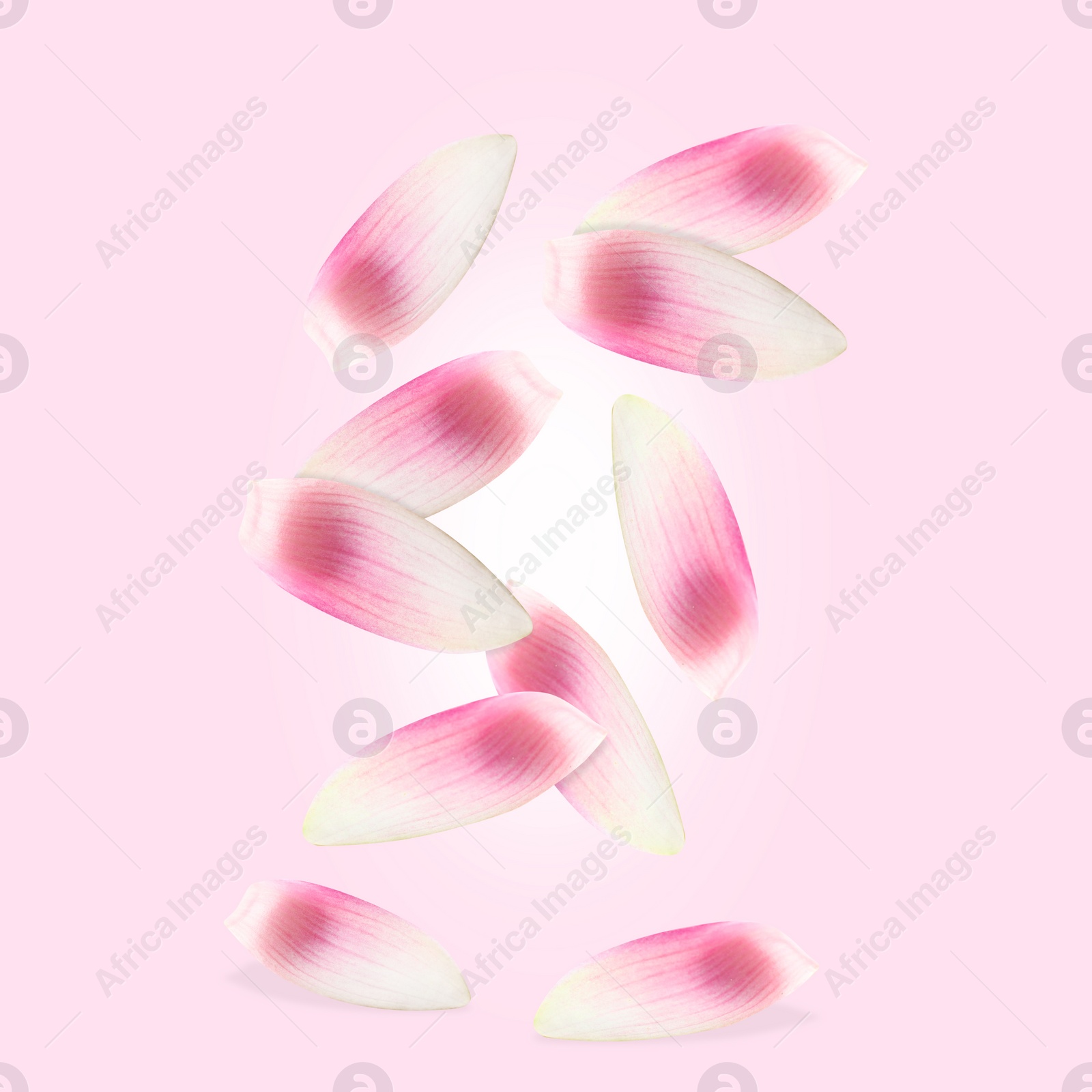 Image of Lotus flower petals falling on pink background