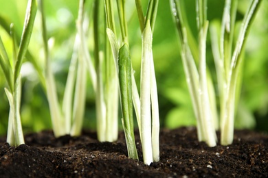 Photo of Fresh wild garlic or ramson growing in garden, closeup