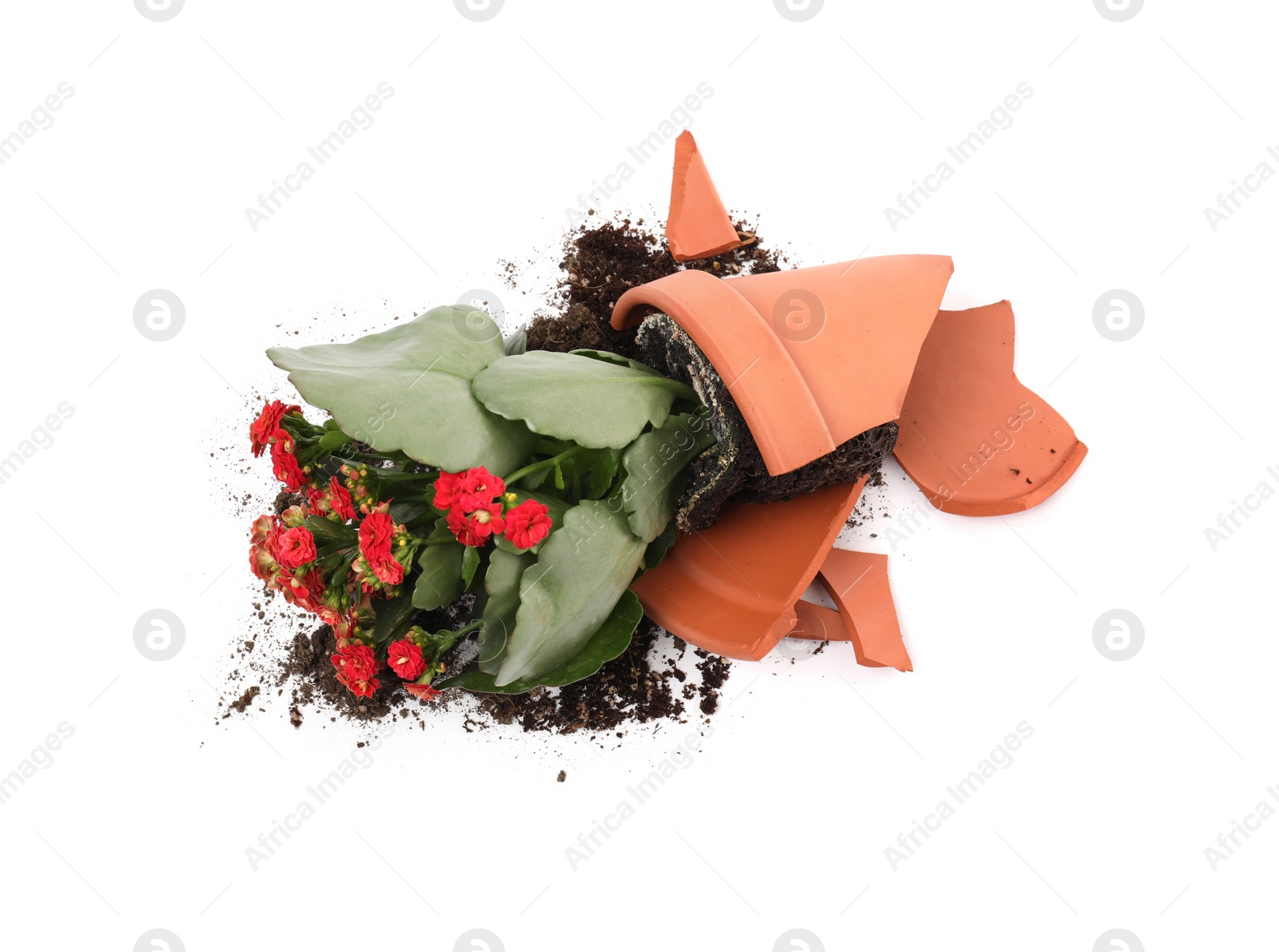 Photo of Broken terracotta flower pot with soil and kalanchoe plant on white background, top view