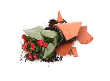 Photo of Broken terracotta flower pot with soil and kalanchoe plant on white background, top view
