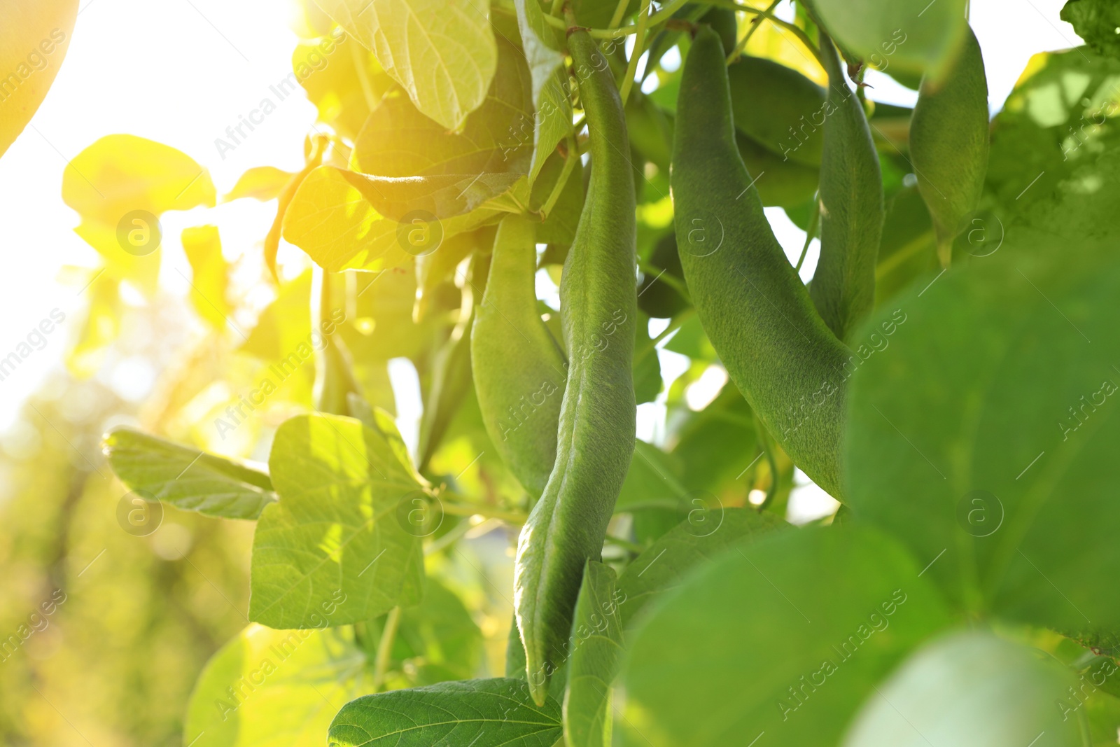 Photo of Fresh green beans growing outdoors on sunny day, closeup