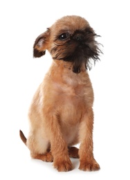 Studio portrait of funny Brussels Griffon dog looking into camera on white background