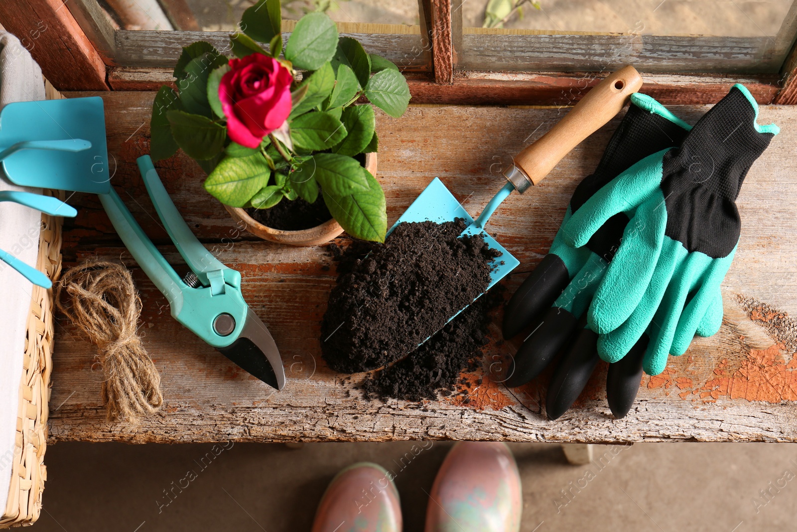 Photo of Pot with beautiful rose, gardening gloves and tools on wooden windowsill, flat lay