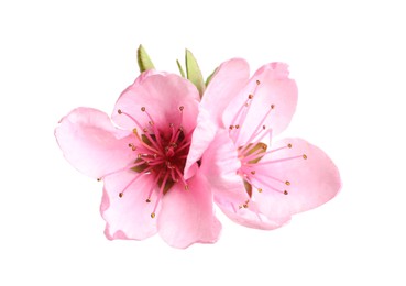 Beautiful sakura tree flowers on white background