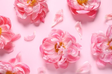 Photo of Flat lay composition with beautiful peonies on pink background