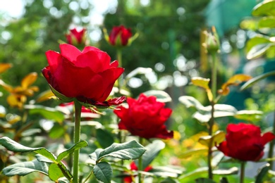 Photo of Beautiful blooming roses in green garden on sunny day. Space for text