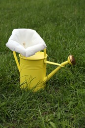 Photo of Watering can with beautiful datura flower on green grass outdoors
