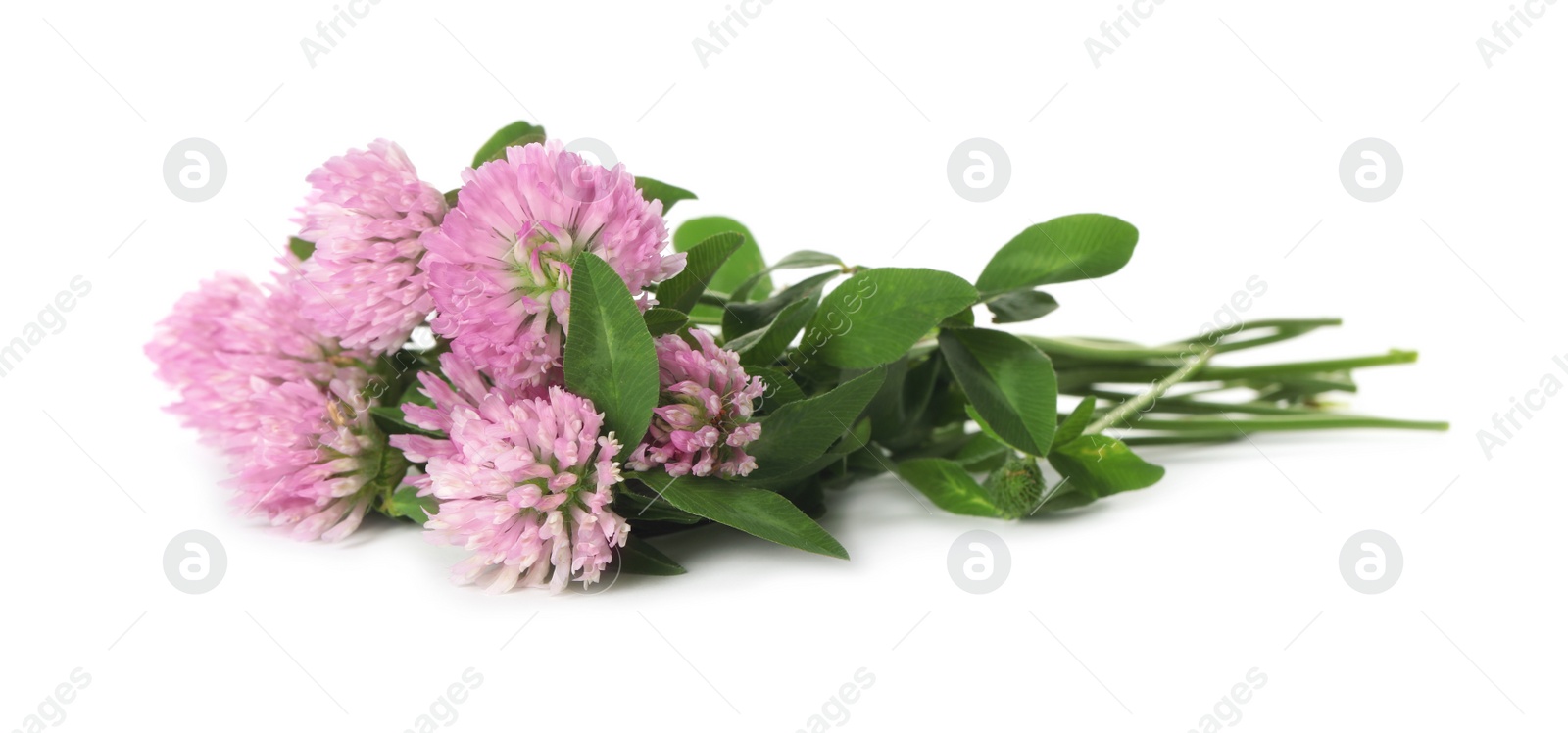 Photo of Beautiful blooming clover flowers on white background