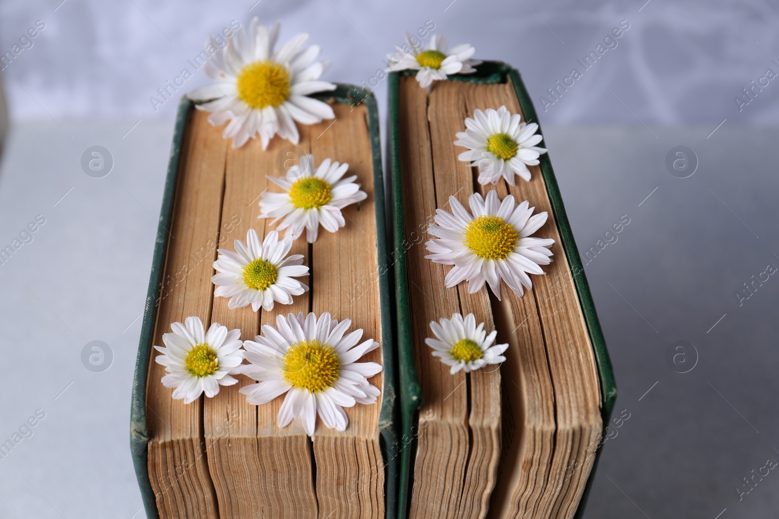 Photo of Books with chamomile flowers as bookmark on light gray table, closeup