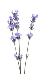 Beautiful blooming lavender flowers isolated on white