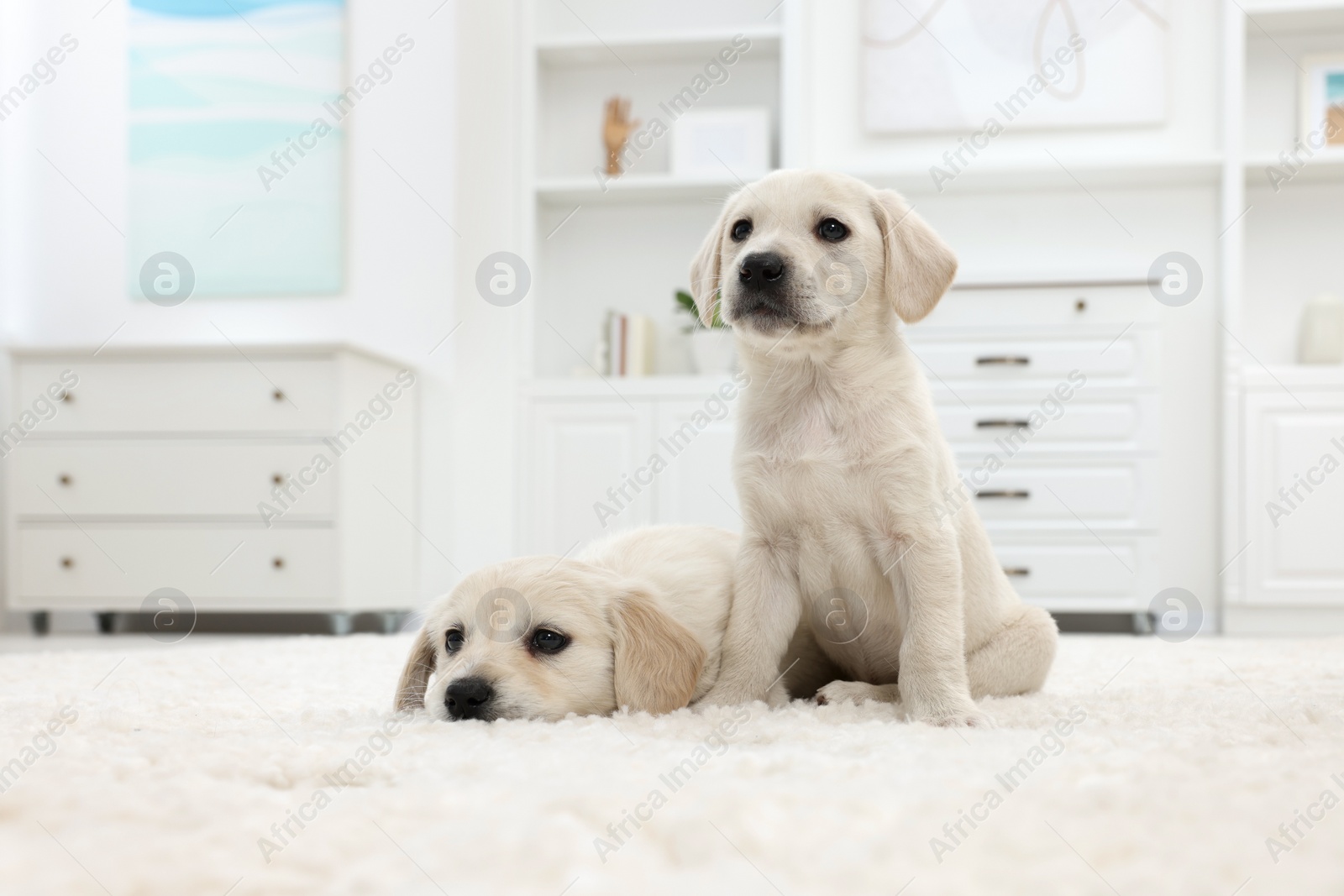 Photo of Cute little puppies on white carpet at home