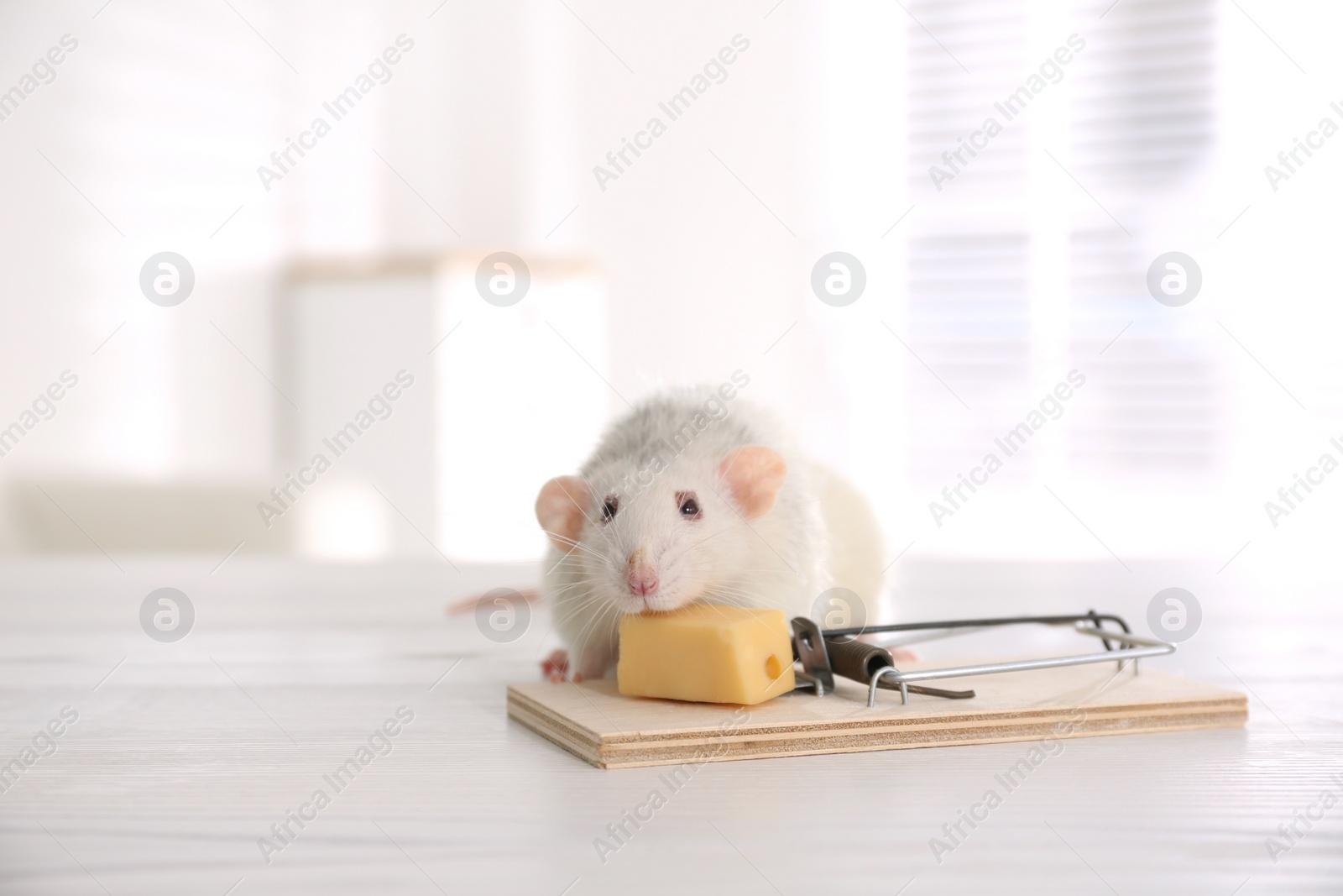 Photo of Rat and mousetrap with cheese indoors. Pest control