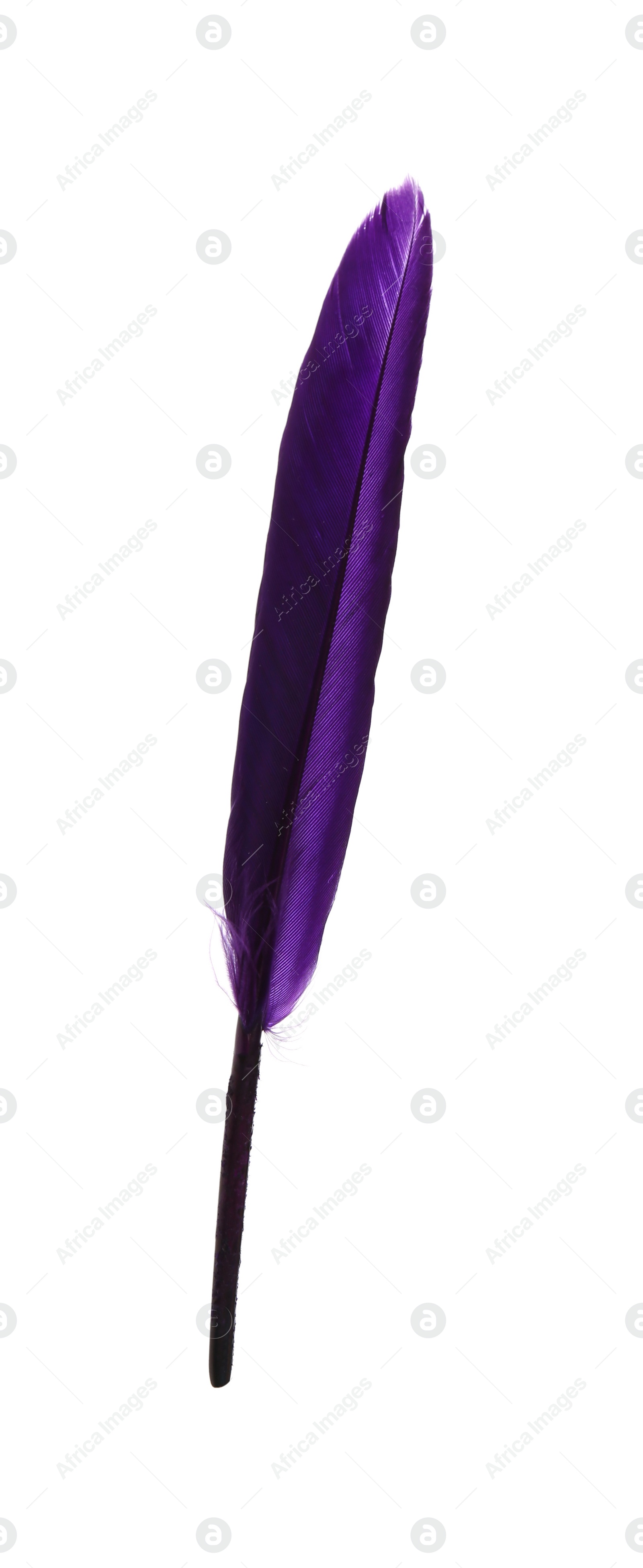 Photo of Fluffy beautiful purple feather isolated on white