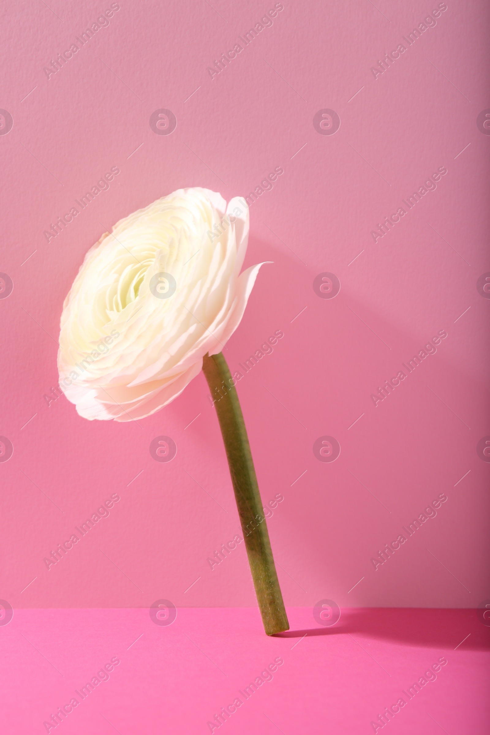 Photo of Beautiful white ranunculus flower on pink background
