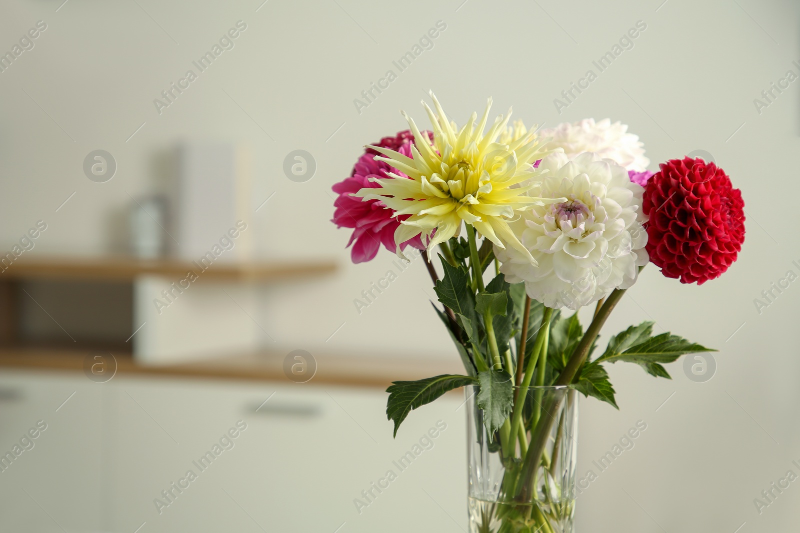 Bouquet of beautiful Dahlia flowers in vase at home. Space for text Photo of Bouquet of beautiful Dahlia flowers in vase at home. Space for text