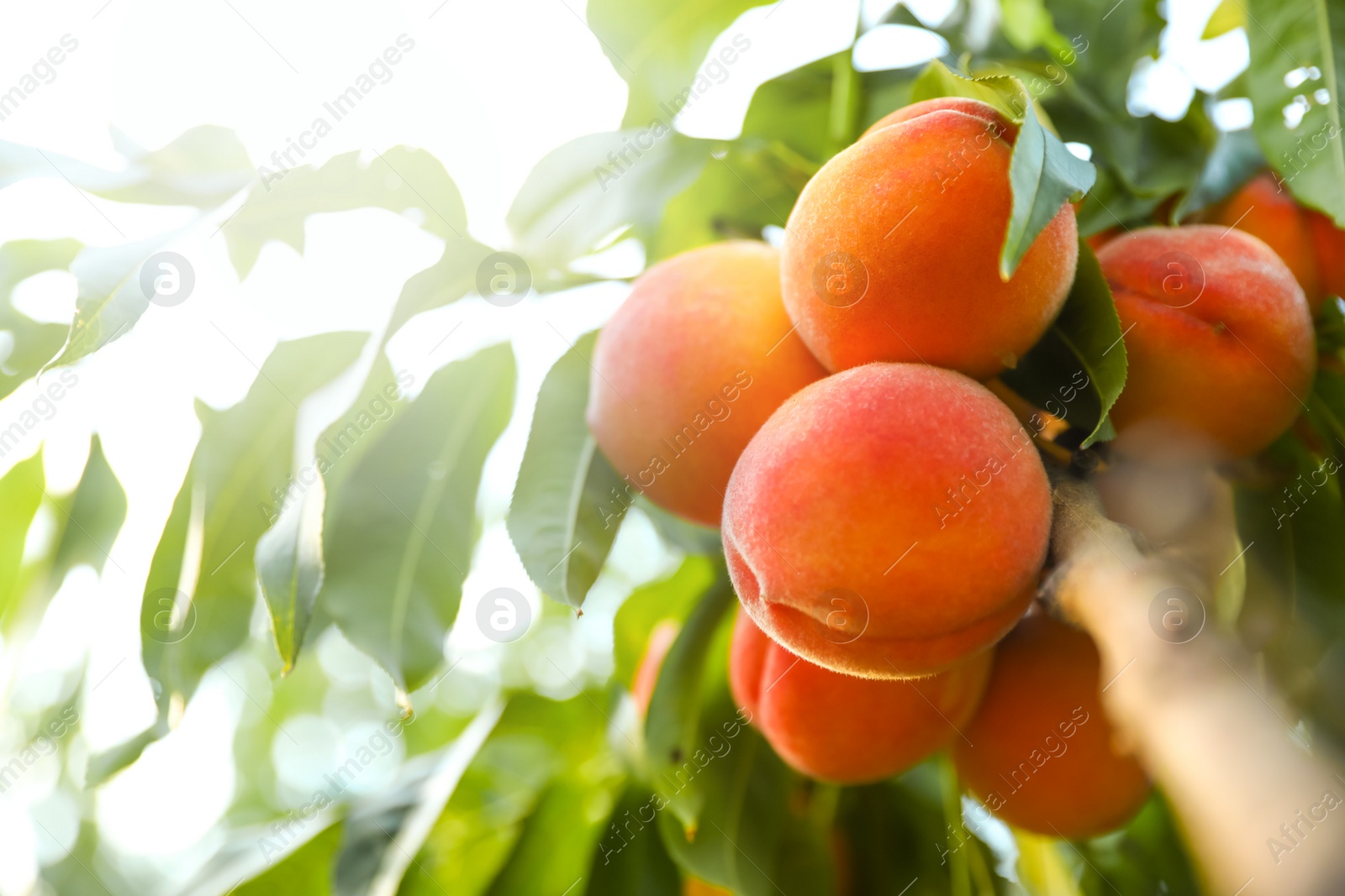 Photo of Fresh ripe peaches on tree in garden