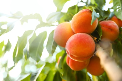 Photo of Fresh ripe peaches on tree in garden