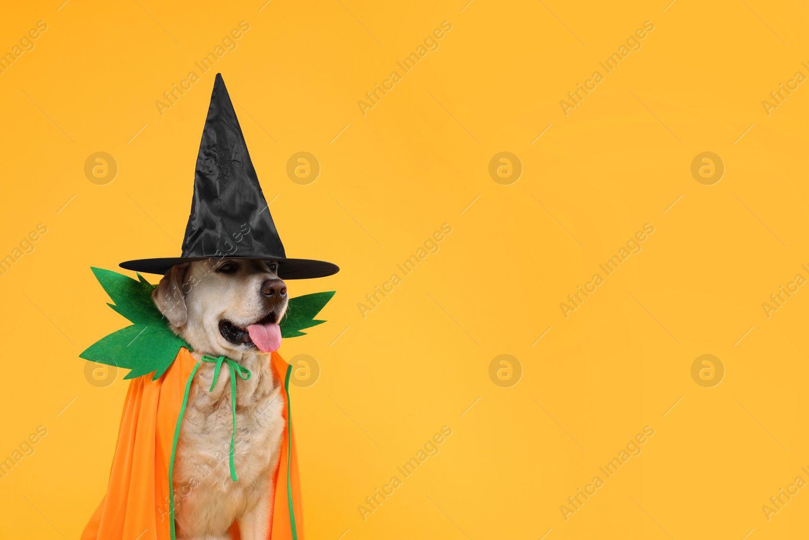 Photo of Cute Labrador Retriever dog in Halloween costume on orange background. Space for text