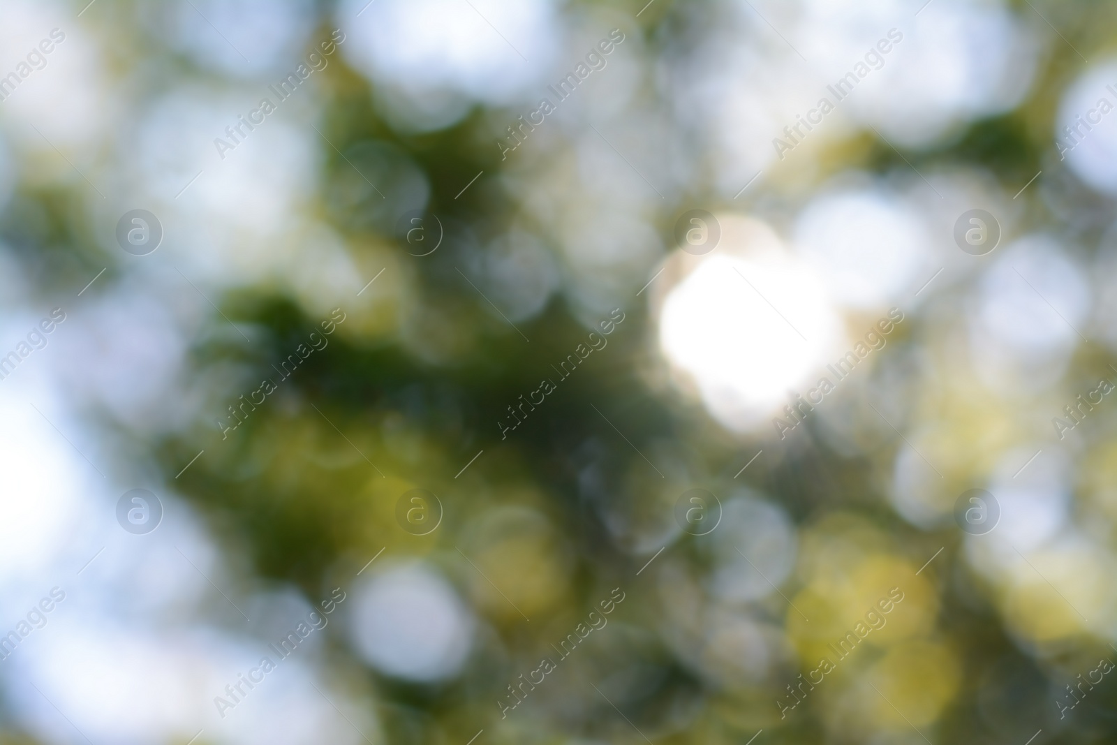 Photo of Blurred view of green tree outdoors. Bokeh effect