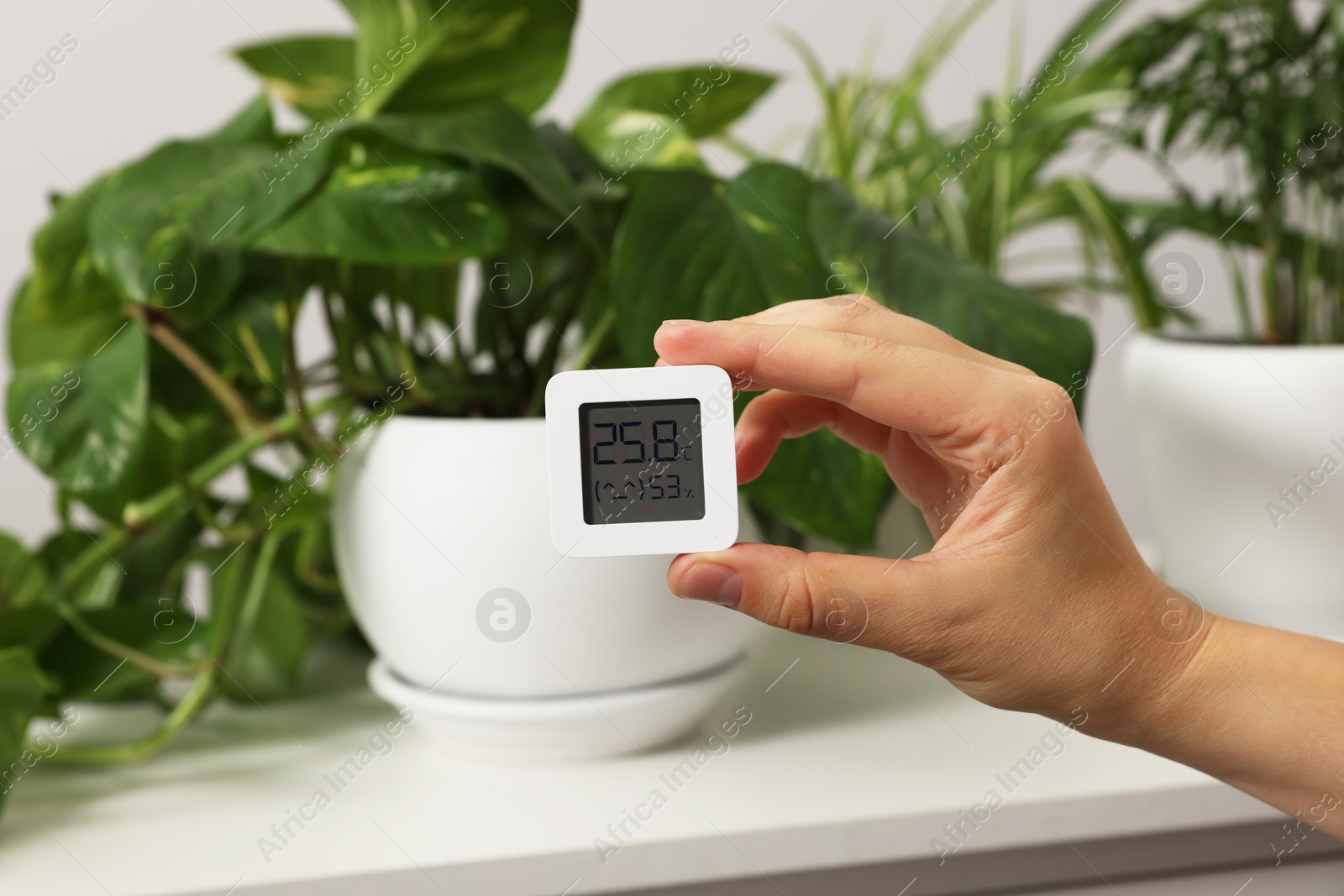 Photo of Woman holding digital hygrometer with thermometer near plants indoors, closeup