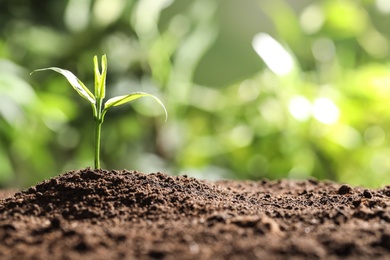 Photo of Young plant in fertile soil on blurred background, space for text. Gardening time