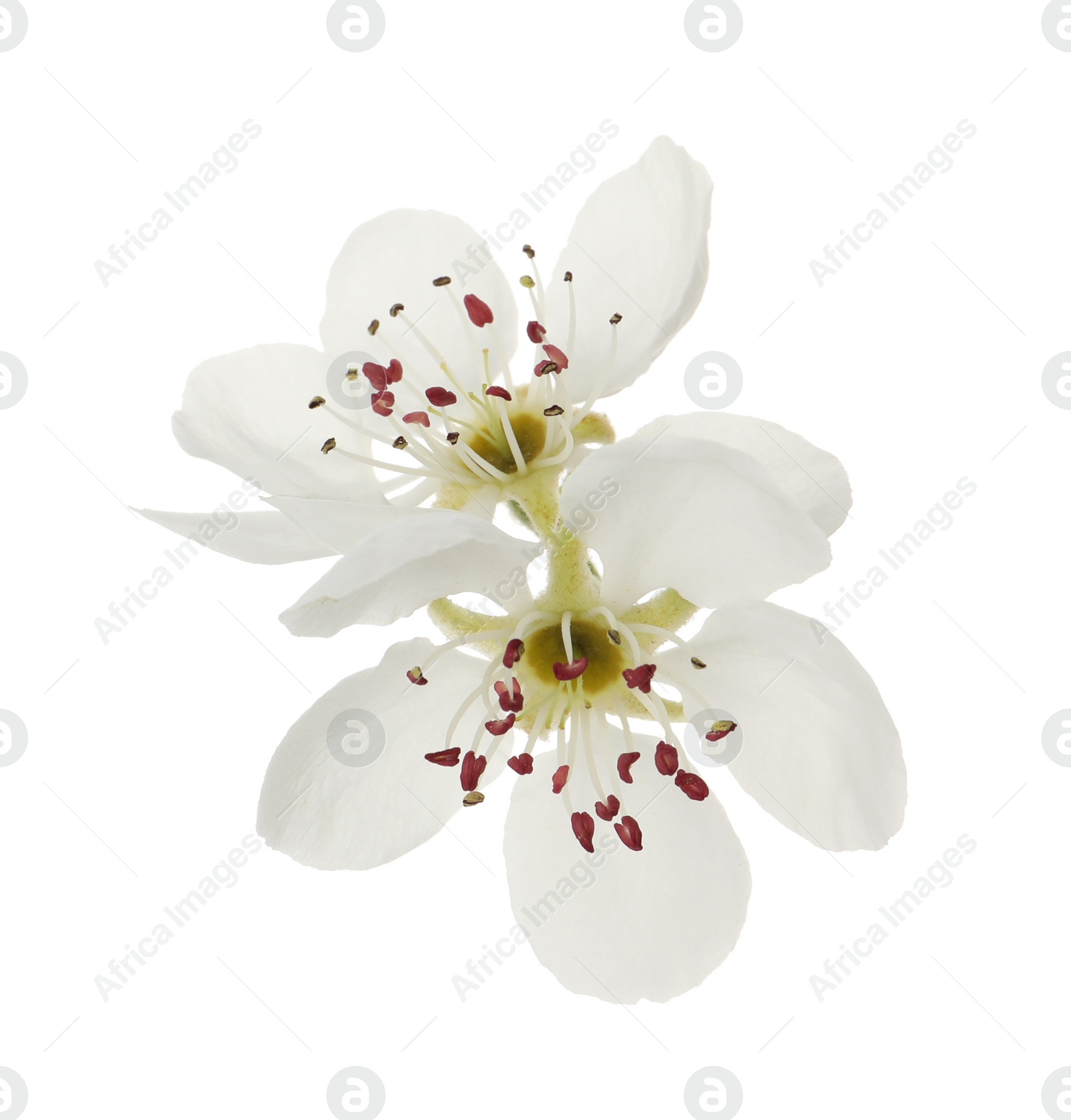 Photo of Beautiful flowers of blossoming pear tree on white background