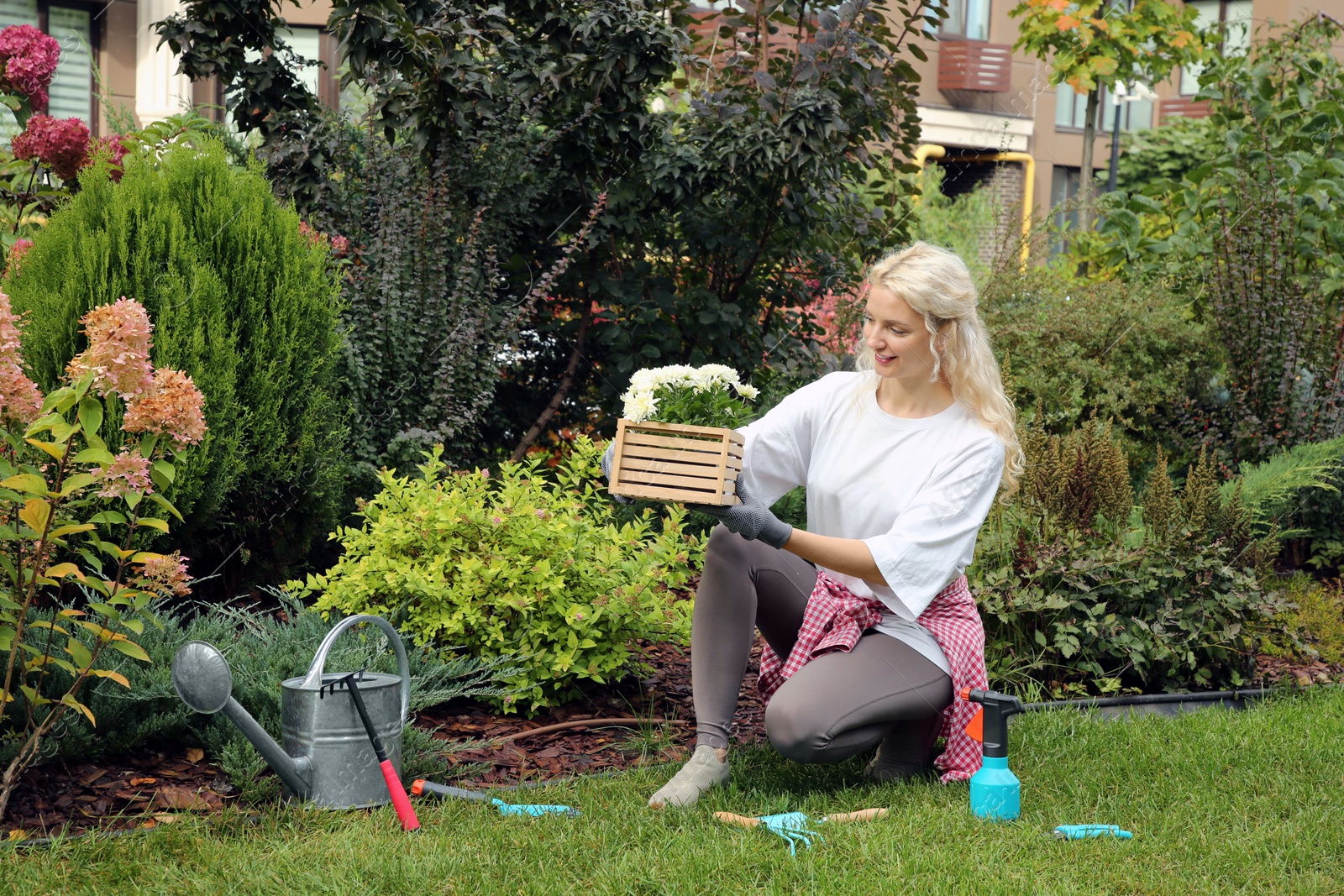 Photo of Transplanting. Woman with chrysanthemum flowers and tools in garden