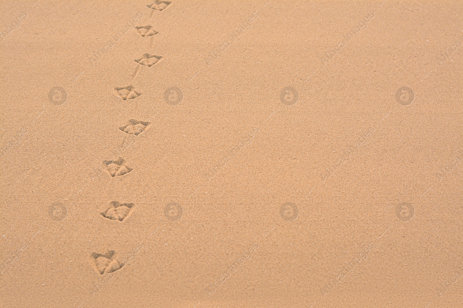 Photo of Bird tracks on beach sand. Space for text