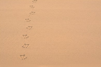 Photo of Bird tracks on beach sand. Space for text