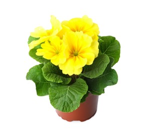 Beautiful primula (primrose) plant with yellow flowers isolated on white. Spring blossom