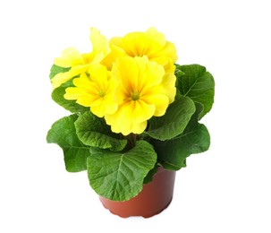 Photo of Beautiful primula (primrose) plant with yellow flowers isolated on white. Spring blossom