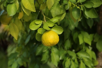 Photo of Fresh ripe trifoliate orange growing on tree outdoors