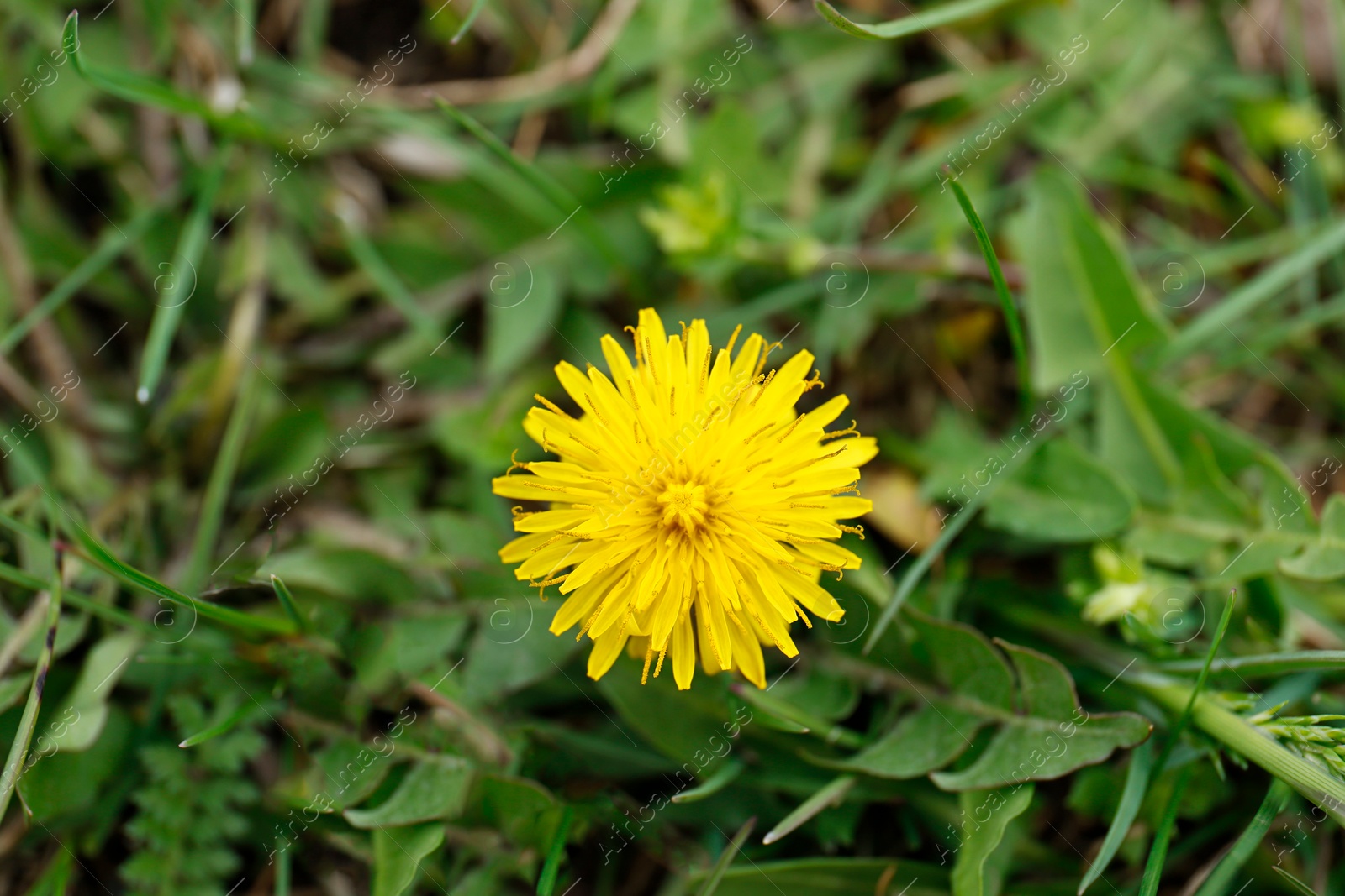 Photo of Beautiful yellow dandelion flower growing outdoors, closeup