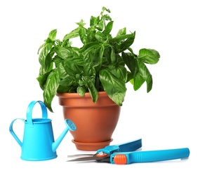 Photo of Potted green basil, watering can and pruner on white background