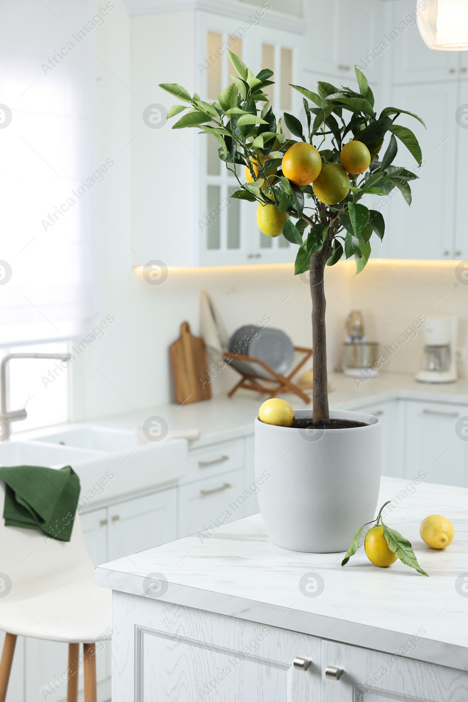Photo of Potted lemon tree and ripe fruits on kitchen countertop