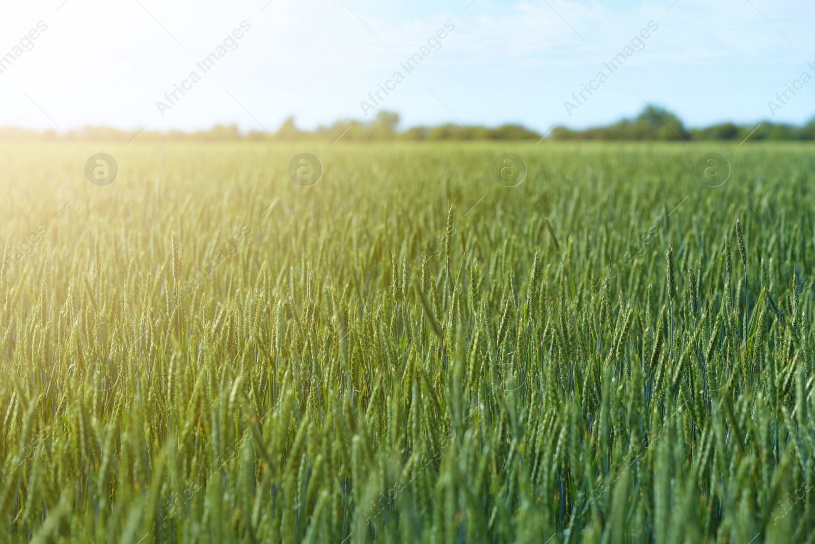 Photo of Wheat field on sunny day. Amazing nature in  summer