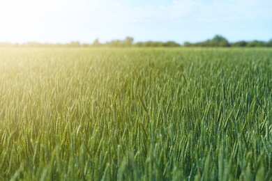 Photo of Wheat field on sunny day. Amazing nature in  summer