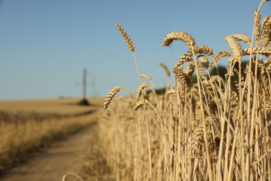 Beautiful agricultural field with ripening wheat under blue sky, closeup. Space for text