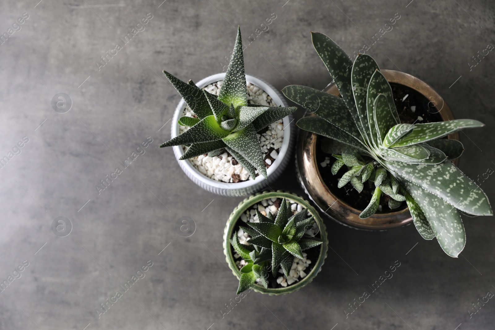 Photo of Beautiful potted houseplants on grey background, flat lay