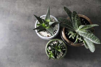Photo of Beautiful potted houseplants on grey background, flat lay