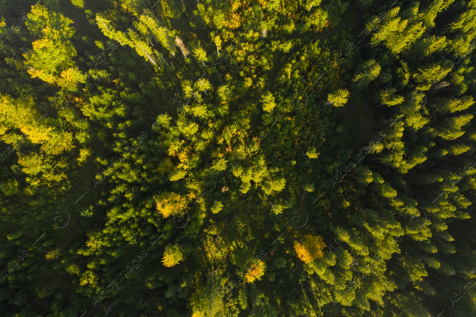 Image of Aerial view of green trees on sunny day. Drone photography