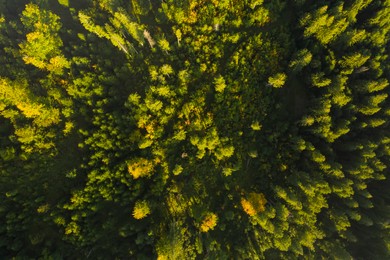 Image of Aerial view of green trees on sunny day. Drone photography