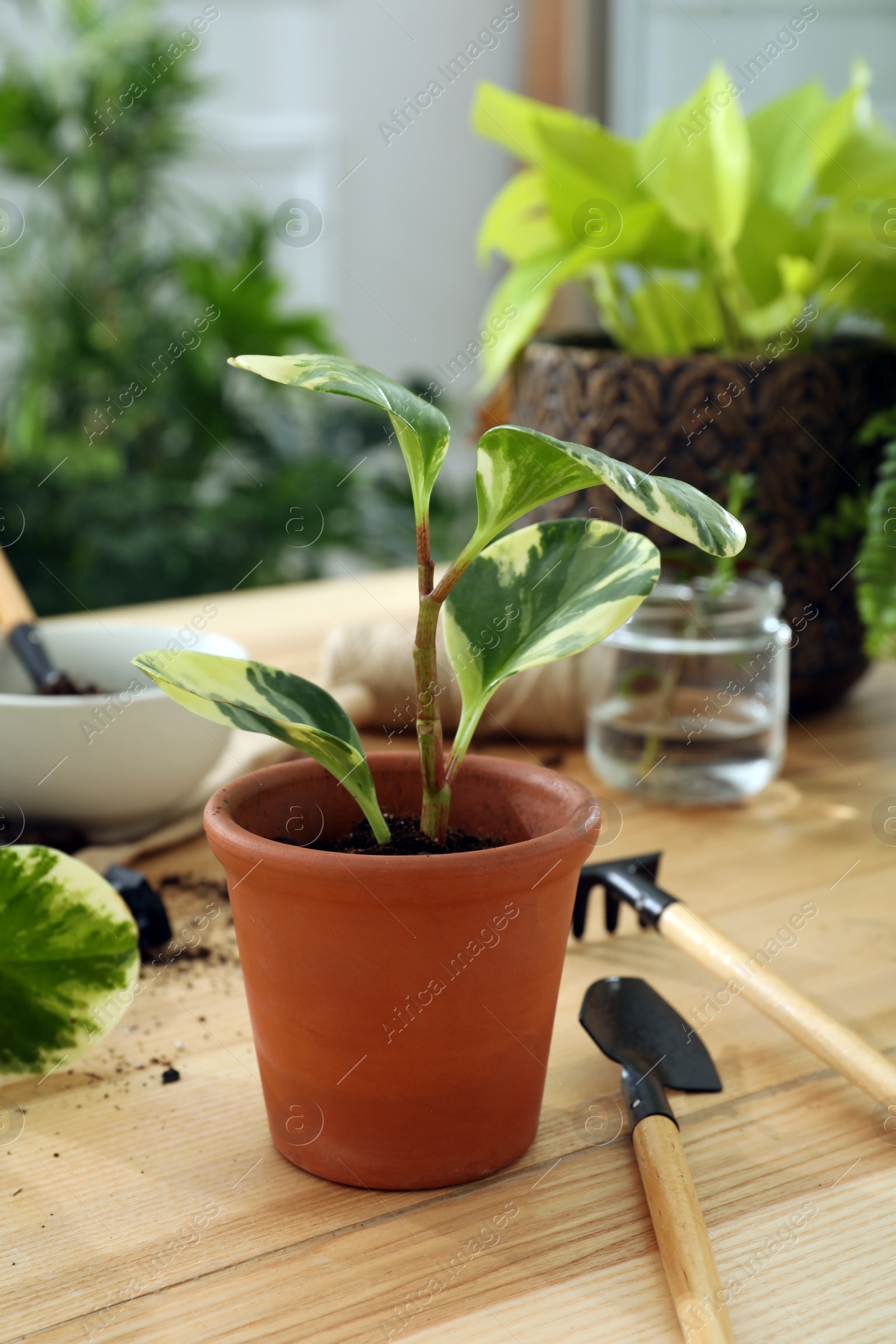 Photo of Houseplants and gardening tools on wooden table